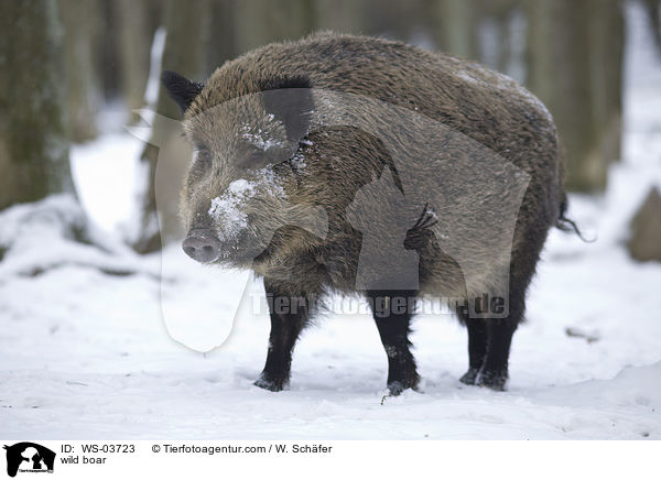 wild boar / WS-03723