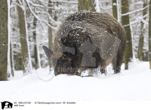 wild boar / WS-03726