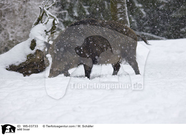 Wildschwein / wild boar / WS-03733
