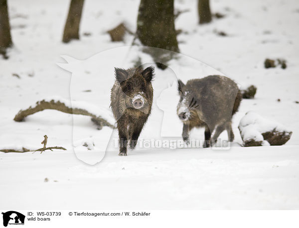 Wildschweine / wild boars / WS-03739