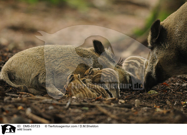 Wildschweine / wild boars / DMS-03723