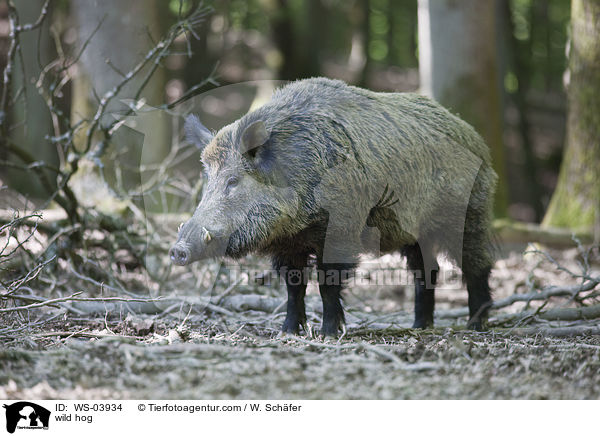 Wildschwein / wild hog / WS-03934