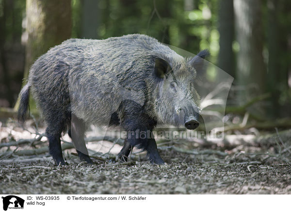 Wildschwein / wild hog / WS-03935
