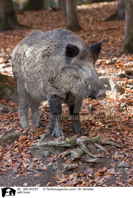 wild boar / WS-04257