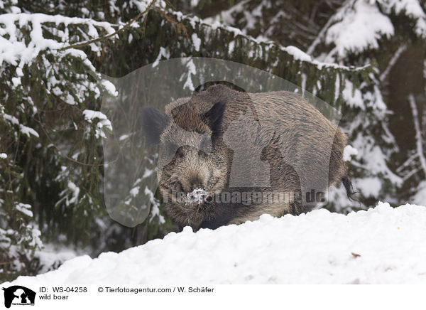 wild boar / WS-04258