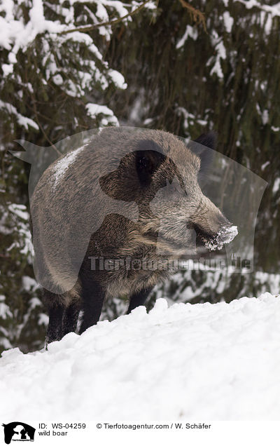 wild boar / WS-04259