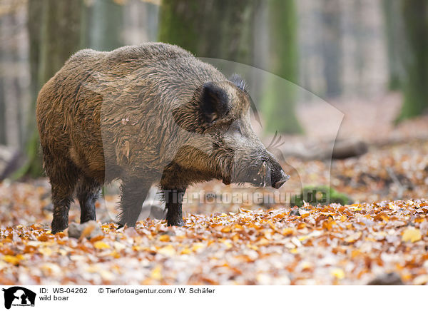 wild boar / WS-04262