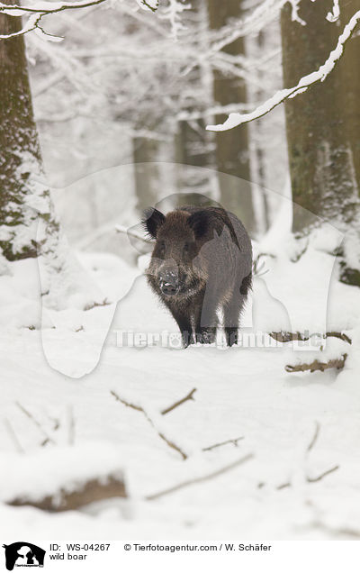 wild boar / WS-04267
