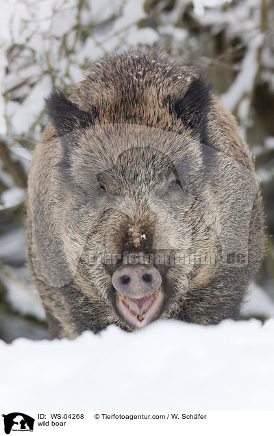 Wildschwein / wild boar / WS-04268