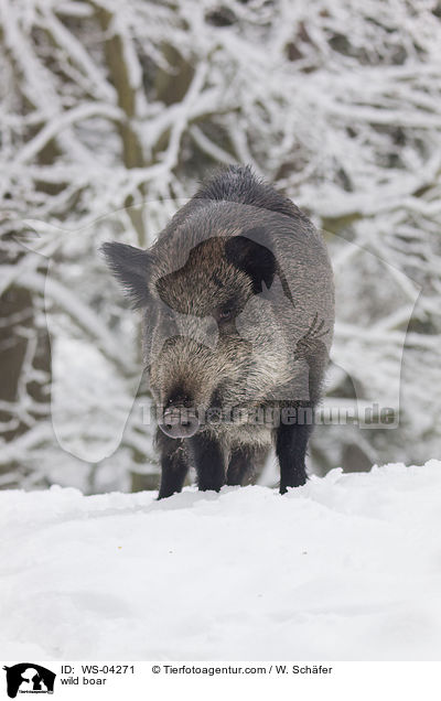 wild boar / WS-04271