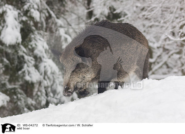 wild boar / WS-04272