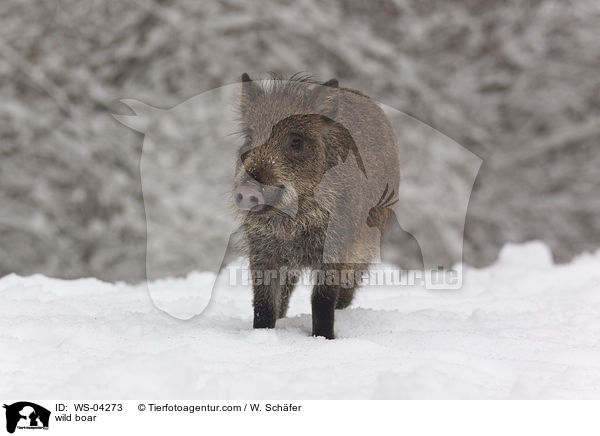 wild boar / WS-04273