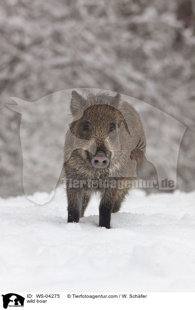 wild boar / WS-04275