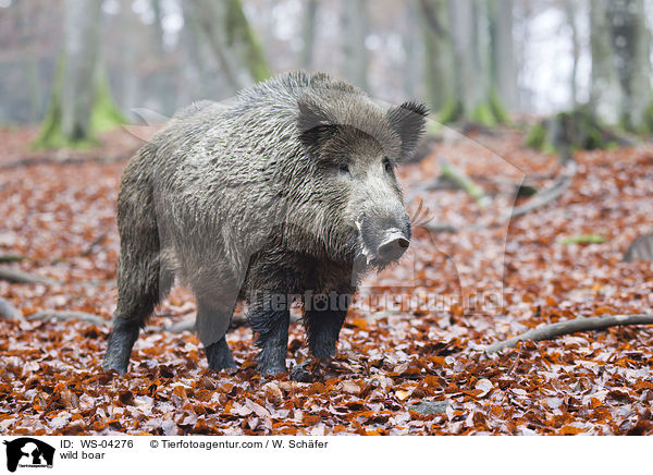 wild boar / WS-04276