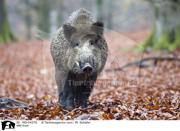 wild boar / WS-04279