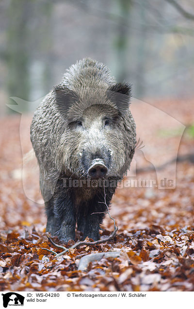 wild boar / WS-04280