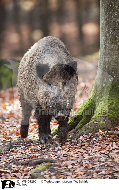 wild boar / WS-04296