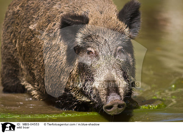 wild boar / MBS-04553