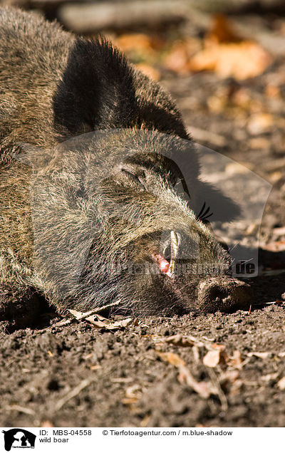 Wildschwein / wild boar / MBS-04558