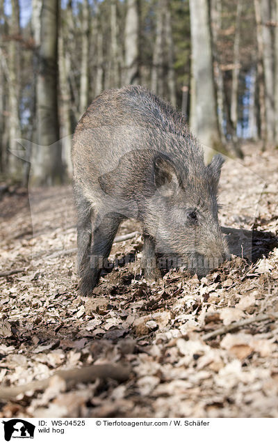 Wildschwein / wild hog / WS-04525