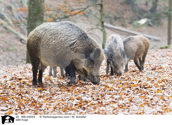 Wildschweine / wild hogs / WS-04844