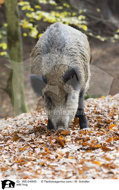 Wildschwein / wild hog / WS-04845