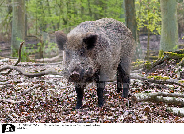 Wildschwein / wild hog / MBS-07519