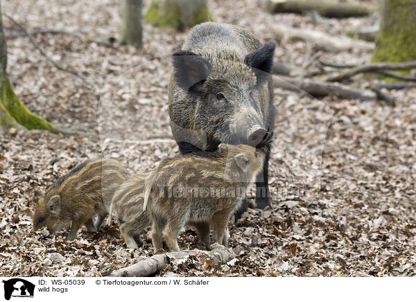 Wildschweine / wild hogs / WS-05039