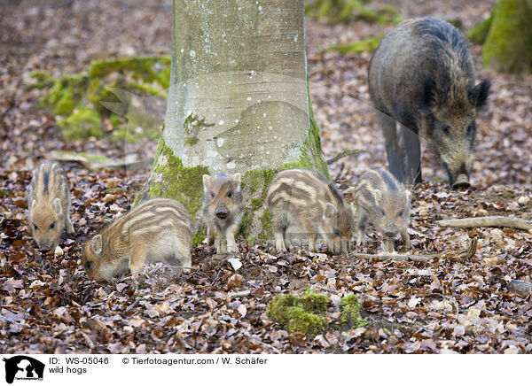 Wildschweine / wild hogs / WS-05046