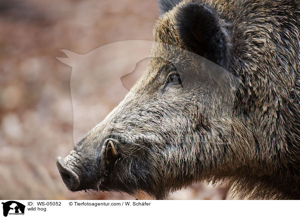 Wildschwein / wild hog / WS-05052