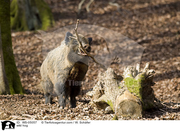 Wildschwein / wild hog / WS-05057