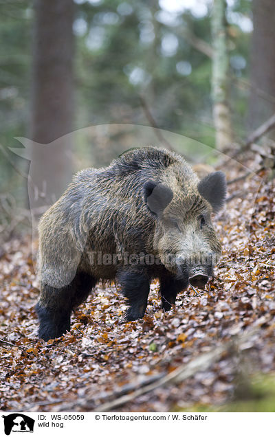 Wildschwein / wild hog / WS-05059