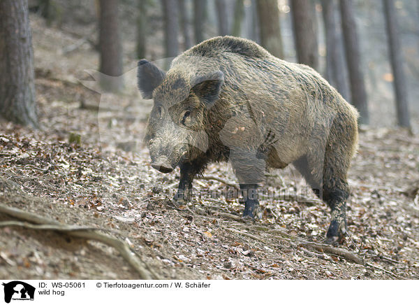 Wildschwein / wild hog / WS-05061