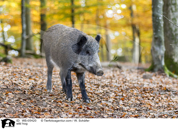 Wildschwein / wild hog / WS-05420