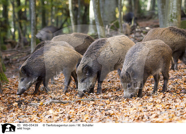 Wildschweine / wild hogs / WS-05439