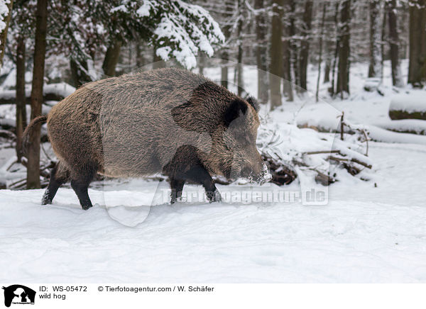 Wildschwein / wild hog / WS-05472