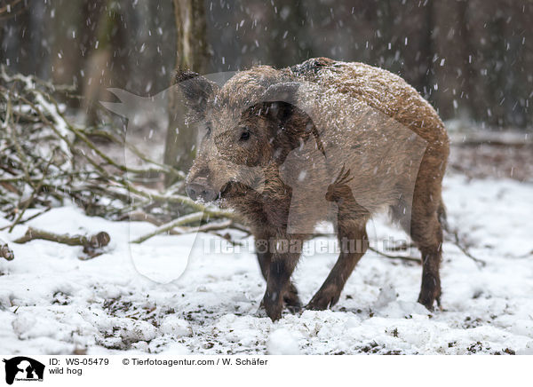 Wildschwein / wild hog / WS-05479