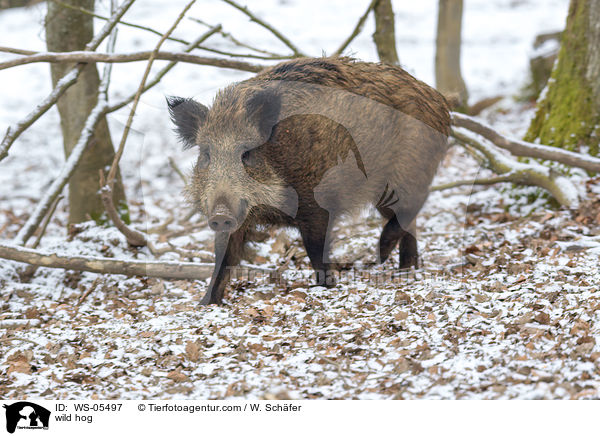 Wildschwein / wild hog / WS-05497