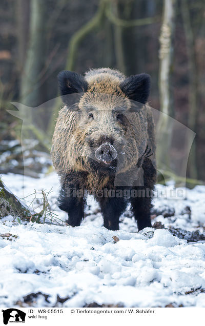 Wildschwein / wild hog / WS-05515