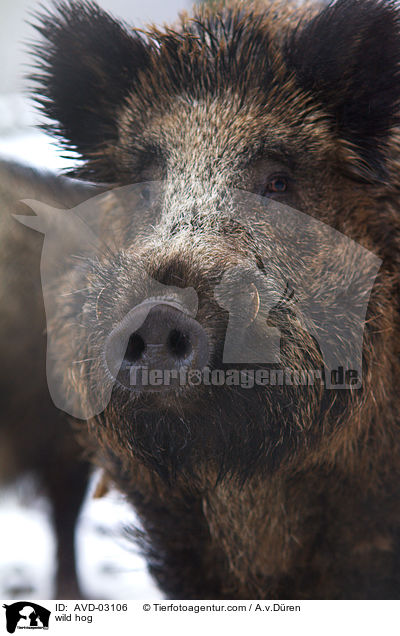 Wildschwein / wild hog / AVD-03106