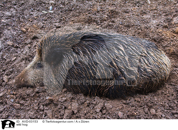 Wildschwein / wild hog / AVD-03153