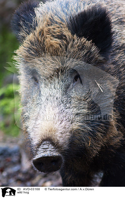 Wildschwein / wild hog / AVD-03168