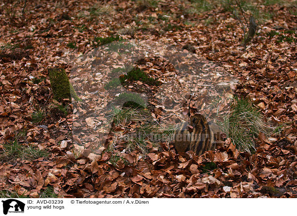 junge Wildschweine / young wild hogs / AVD-03239