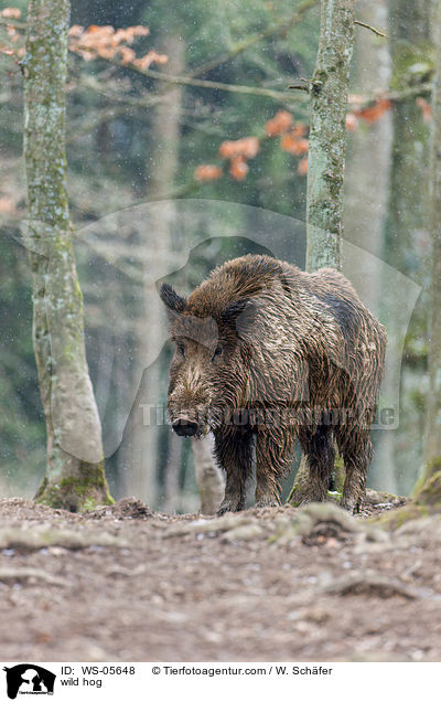 Wildschwein / wild hog / WS-05648