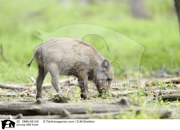 junges Wildschwein / young wild boar / DMS-08126