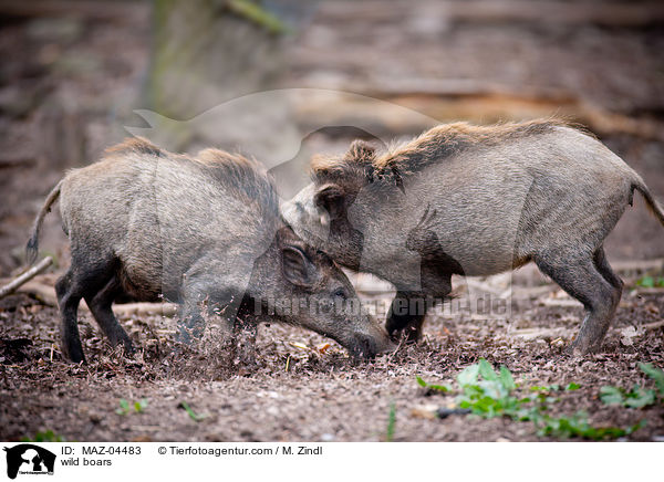 Wildschweine / wild boars / MAZ-04483