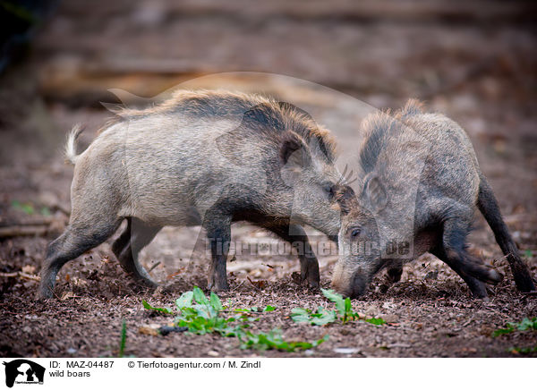 Wildschweine / wild boars / MAZ-04487