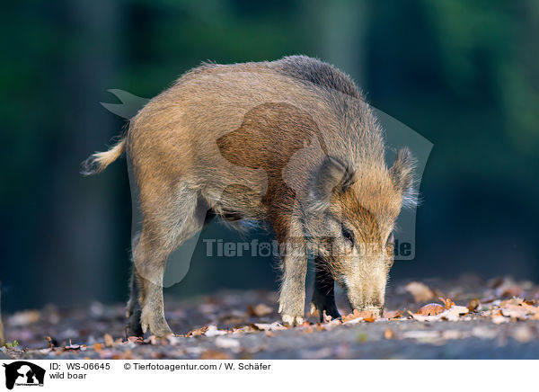 Wildschwein / wild boar / WS-06645