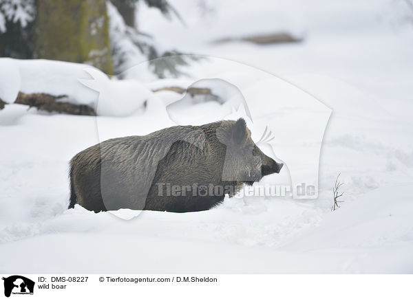 Wildschwein / wild boar / DMS-08227