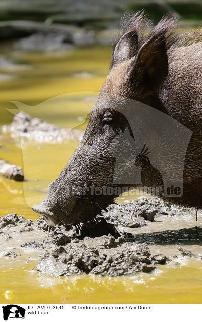 Wildschwein / wild boar / AVD-03645
